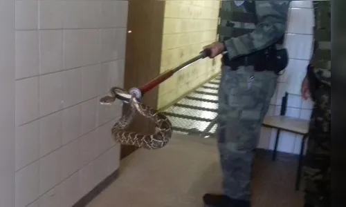 Cobra cascavel é encontrada dentro de penitenciária de Londrina 