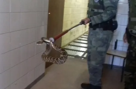 Animal estava dentro de um banheiro no bloco III. (foto - Reprodução/PM ambiental)