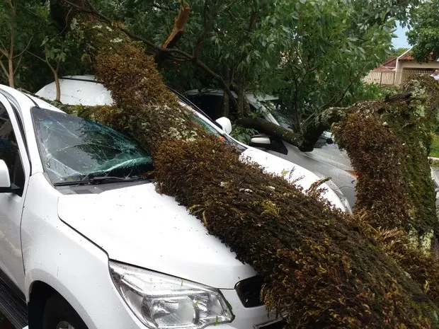 Mais de 50 árvores caíram em Cianorte durante a chuva desta quarta.  (Foto: Luiz Carlos Carvalho / RPC)