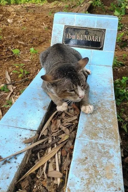Gata fica diuturnamente sobre o túmulo da dona Foto: Reprodução / Facebook