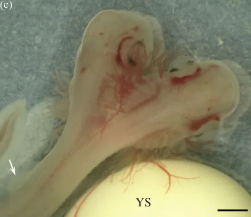 Um embrião de tubarão com duas cabeças. Foto: The independent