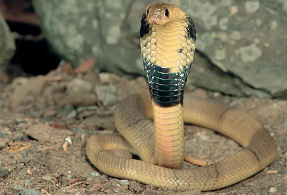 Naja, a temida serpente do sudeste asiático - Imagem ilustrativa