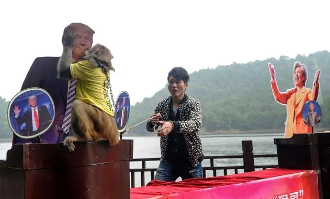 Macaco chinês acertou ao prever vitória de Trump - Foto - Eruronews/reprodução