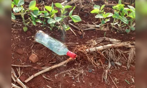 
							Motorista embriagado tenta fugir após provocar tripla colisão na BR-369
						
						