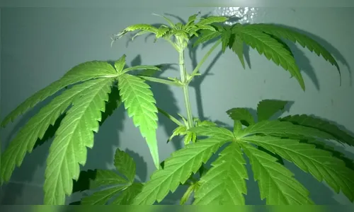 Polícia encontra cinco pés de maconha escondidos no horto florestal