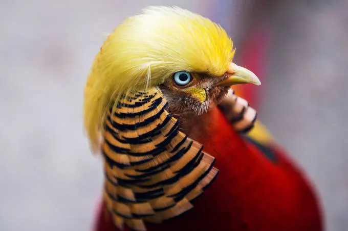 As penas douradas do faisão parecem com o penteado do presidente eleito dos Estados Unidos, Donald Trump - Foto: Stringer/Reuters