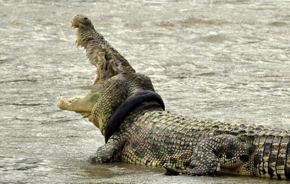 Animal foi flagrado com o objeto no pescoço em setembro. Foto: Antara Foto/Mohamad Hamzah/Reuters