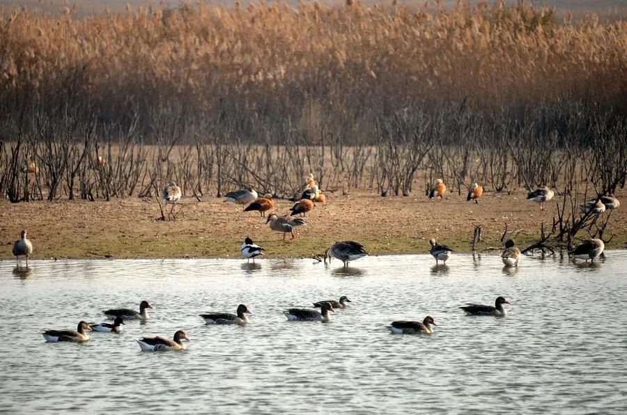 Pássaros migratórios no delta do Rio Amarelo, província de Shandong,na China - Foto / Xinhua