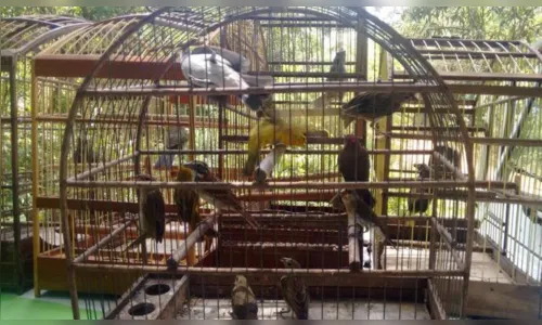 
							Homem é detido por manter aves silvestres em cativeiro 
						
						