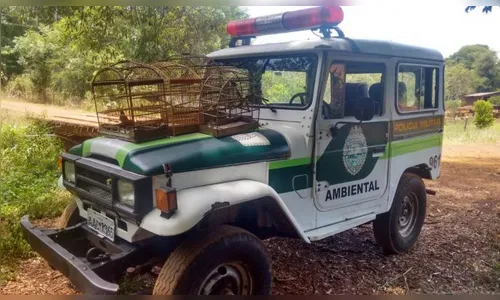 Homem é detido por manter aves silvestres em cativeiro 