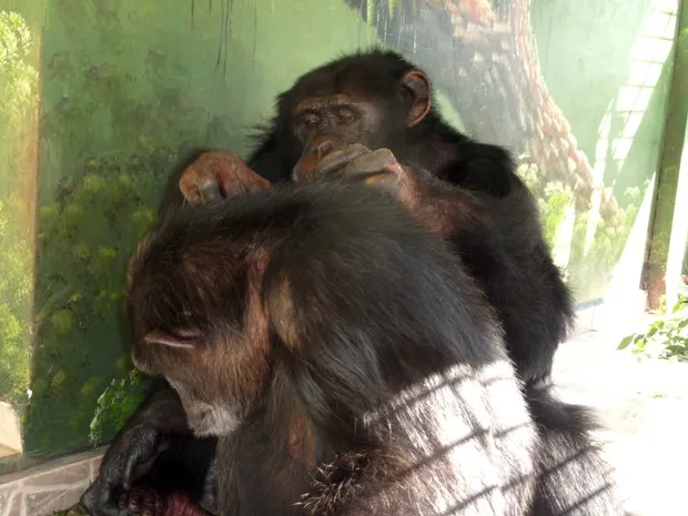 Casal de primatas vive em harmonia no Instituto Anami, na região de Curitiba - Foto: Carolina H. Lautert/Instituto Anami