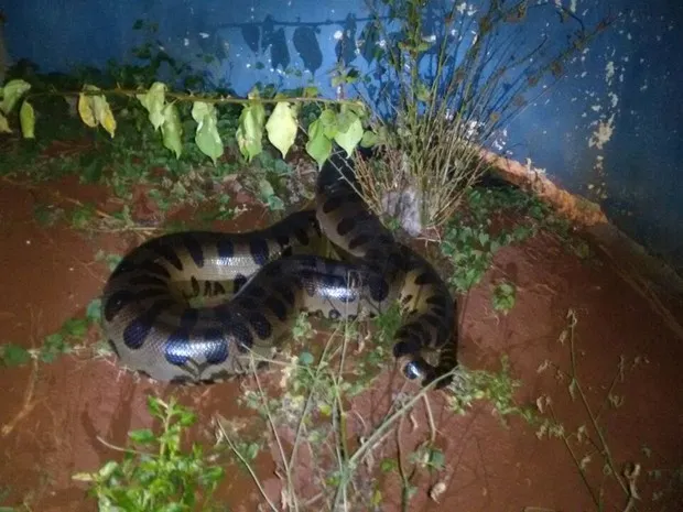 Conforme a Polícia Ambiental, sucuris de mais de 4 m não são comuns às margens do Lago de Itaipu Foto: Polícia Ambiental / Divulgação