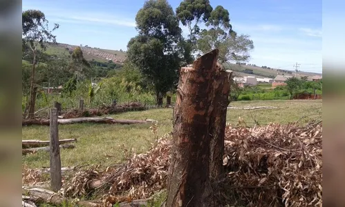 GM de Arapongas identifica corte de árvores passíveis de extinção 