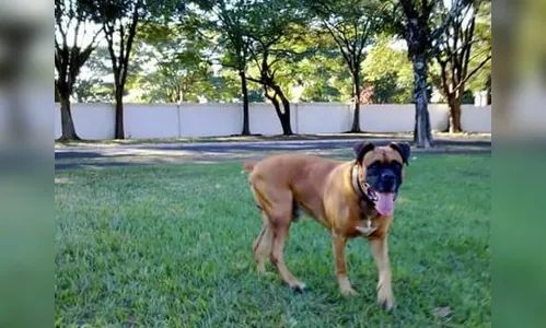 Família pede ajuda para encontrar cão desaparecido em Arapongas