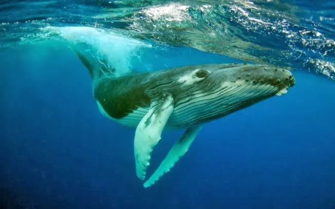 ​Um grande grupo de baleias jubarte foi filmado recentemente na costa da África do Sul - Foto: vitrinedacosta.com