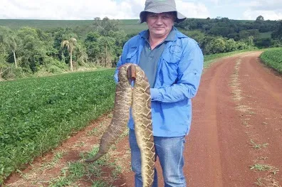 Agricultor mostra cobra cascavel atropelada por trator - Foto: Vilmar Karolus/colaboração