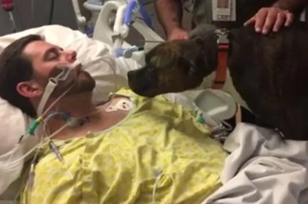 Cachorra foi visitar no hospital dono que sofreu um acidente vascular cerebral: último encontro - Reprodução/Facebook