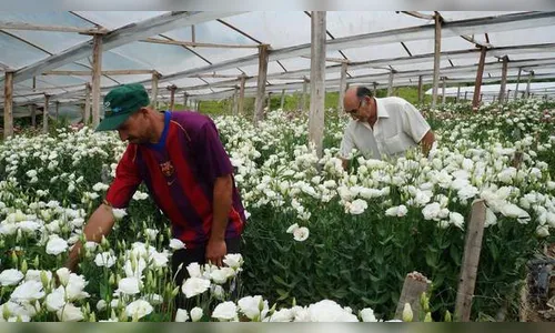 Flores viram alternativa de renda em Rosário do Ivaí