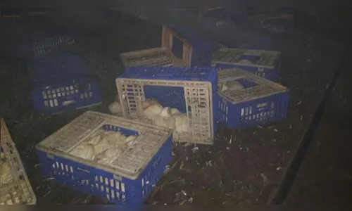 Caminhão carregado com frangos colide com trem nesta madrugada