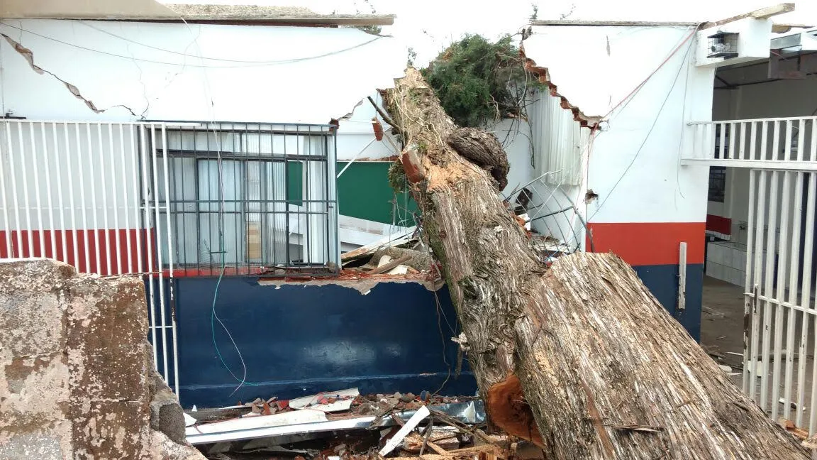 Árvore atingiu o muro da escola e mais três salas de aula. Foto - José Luiz Mendes