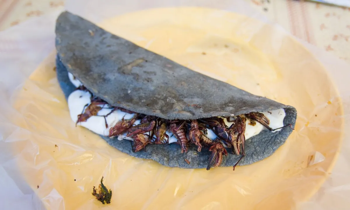 Empanada de milho azul cheia de gafanhotos fritos em barraca de comida no México - Fotografia: Alamy Jeremy Plester/The Guardian