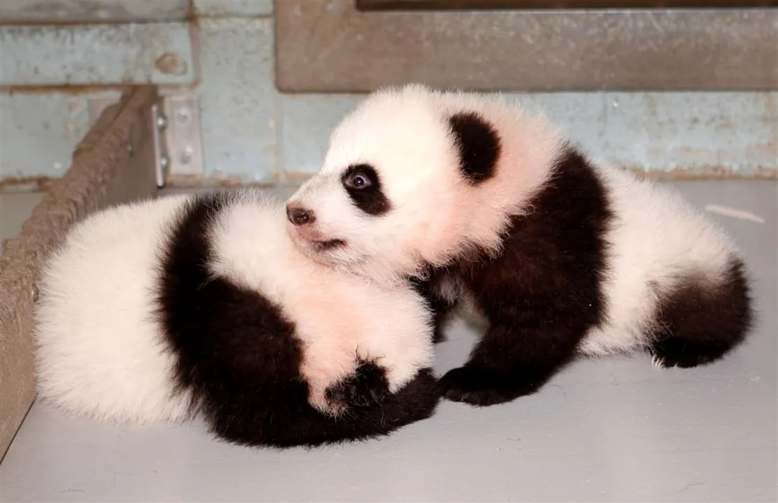 Quando nasceram os animais pesavam menos 200 gramas - Foto: China Daily/