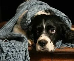 Métodos podem ajudar a amenizar o sofrimento dos cães. Foto: Reprodução