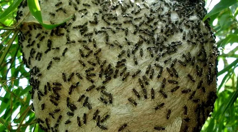 Ferroada de marimbondo, a exemplo de abelhas, pode ser fatal para os seres humanos - Foto: Conexão Planeta/Imagem Ilustrativa