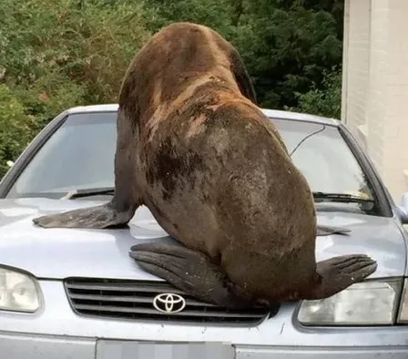 A foca invadiu uma garagem e subiu em um carro na Austrália - Foto: Tasmania Police / Facebook