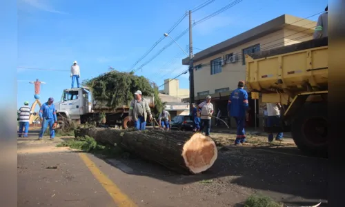 
						
							Prefeitura realiza corte de árvores no Cemitério Cristo Rei 
						
						