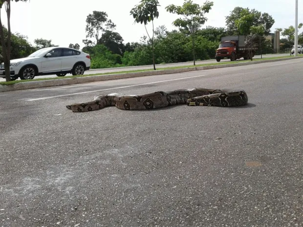 JJiboia atravessa tranquilamente avenida de Palmas - Foto: Nielcem Fernandes/Arquivo Pessoal/G1