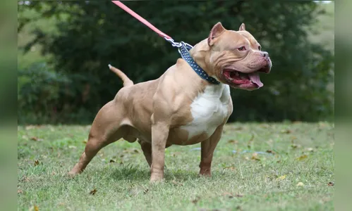 Pit Bull ataca bebê de 9 meses e babá em Arapongas