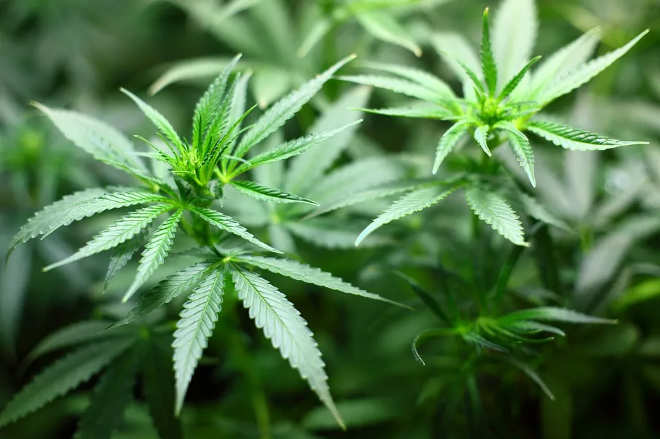 Anvisa aprova registro de primeiro medicamento a base de Cannabis - Foto: Pixabay
