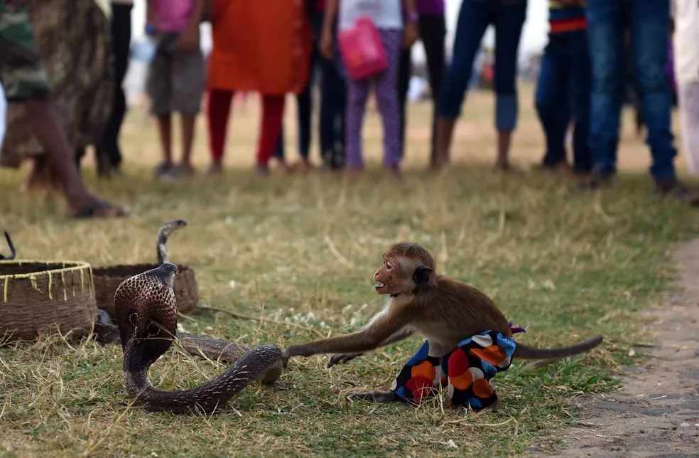 Macaco encantador de serpentes venenosas se transformou atração em Colombo, capital do Sri Lanka - 7Foto: Ishara S. Kodikara/AFP