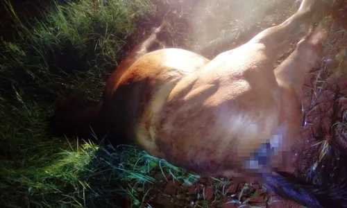 Cavalo morre e motorista fica ferido em acidente na PR-170