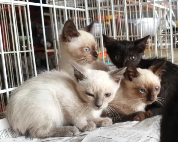 Quadro gatinhos estão aguardando um lar. Foto: Divulgação
