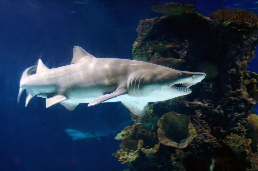 O tubarão-touro é considerado um dos carnívoros mais perigosos e agressivos que habitam os mares e oceanos - Foto: wikimedia commons