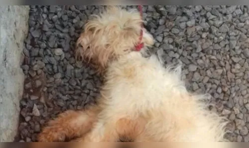Cachorrinha é achada morta após ser amarrada sob sol intenso