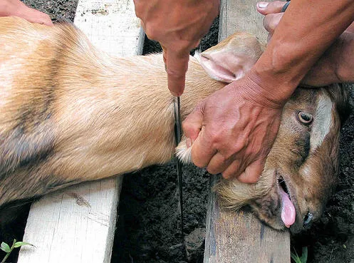O bode é um dos animais mais usados em rituais com sacrifício. Imagem ilustrativa: dominiosfantastico