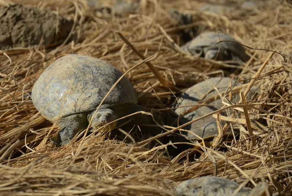 As 6.430 tartarugas, da espécie Lissemys punctata, foram encontradas dentro de 140 sacos de juta no estado de Uttar Pradesh - Foto: AFP