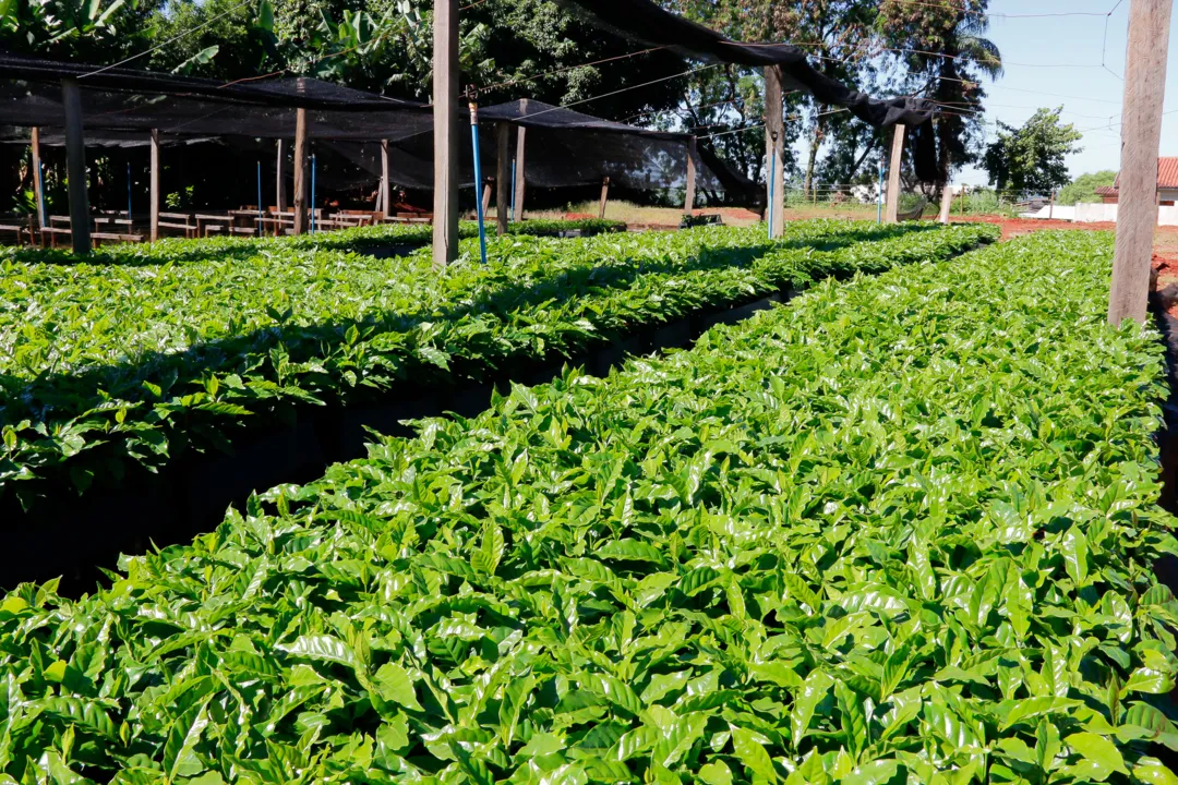 Município vai distribuir 96 mil mudas de café - Divulgação Edson Denobi