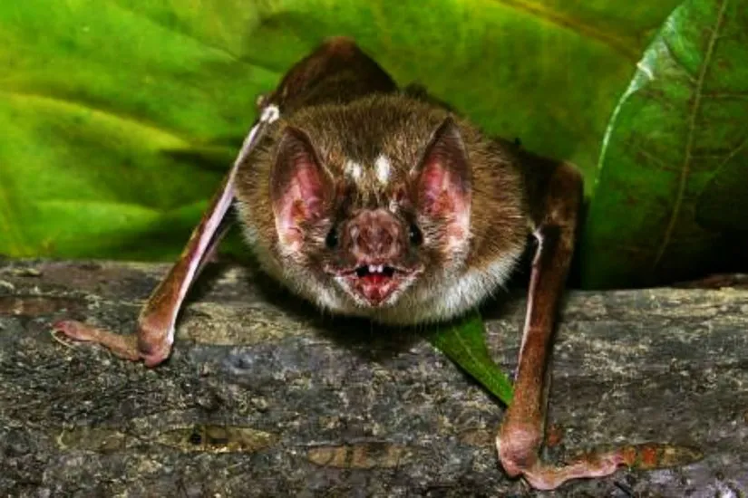 Precisa haver o cuidado de não pegar o morcego nas mãos, pois ele pode arranhar ou morder - Foto: Carlos Poly/SMCS