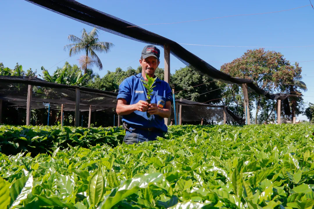 52 produtores irão receber as mudas. (Foto - Reprodução/Assessoria)