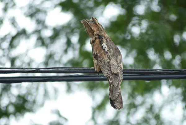 Urutau, pássaro de hábitos noturnos e solitários, estava pousado nos fios de telefonia. Foto: Tribuna do Norte