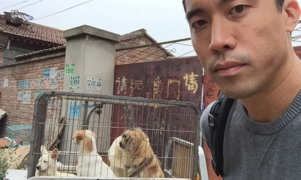 Ativista salvou 1000 cães da morte na China - Foto: animalhopeandwellness.org