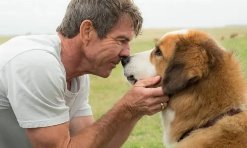 Quatro Vidas de um Cachorro conta a história de um devotado cachorro que tentar dar um propósito na vida dos seres humanos que ama - Foto:  semprecanteierrado.blogspot.com.br