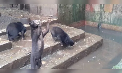 
							ONG denuncia que ursos morrem de fome em zoológico
						
						