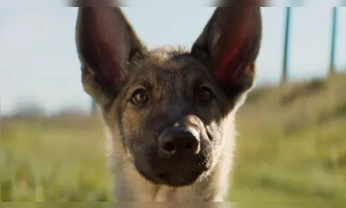 
						
							ONG pede boicote ao filme 'Quatro Vidas de um Cachorro' por denúncia de maus tratos
						
						