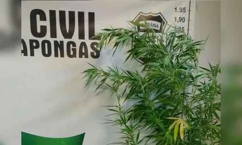 Pé de maconha de quase 2 metros é encontrado atrás de escola no PR