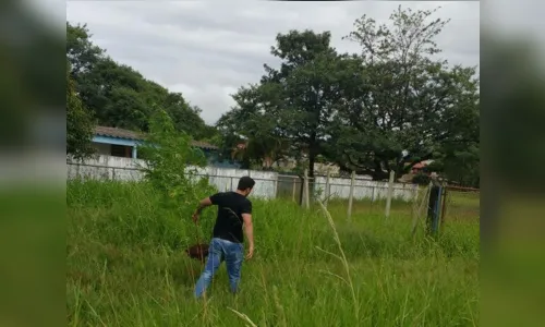 
							Pé de maconha de quase 2 metros é encontrado atrás de escola no PR
						
						